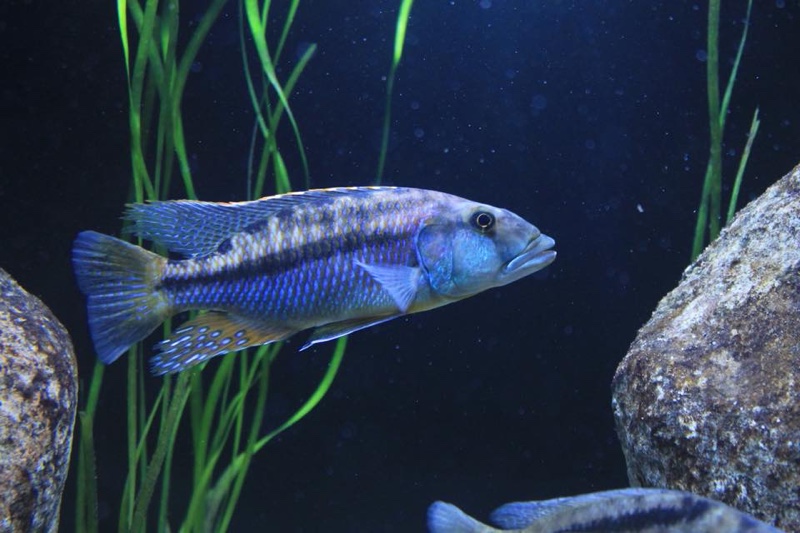 Tyrannochromis maculiceps 'Lupingu'